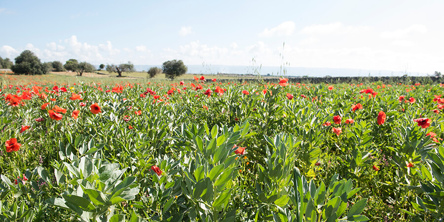 Azienda coltivaziolne legumi